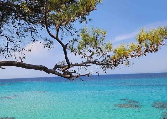 Exotic * Nikiti (Sithonia)